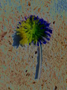 Fleur passion