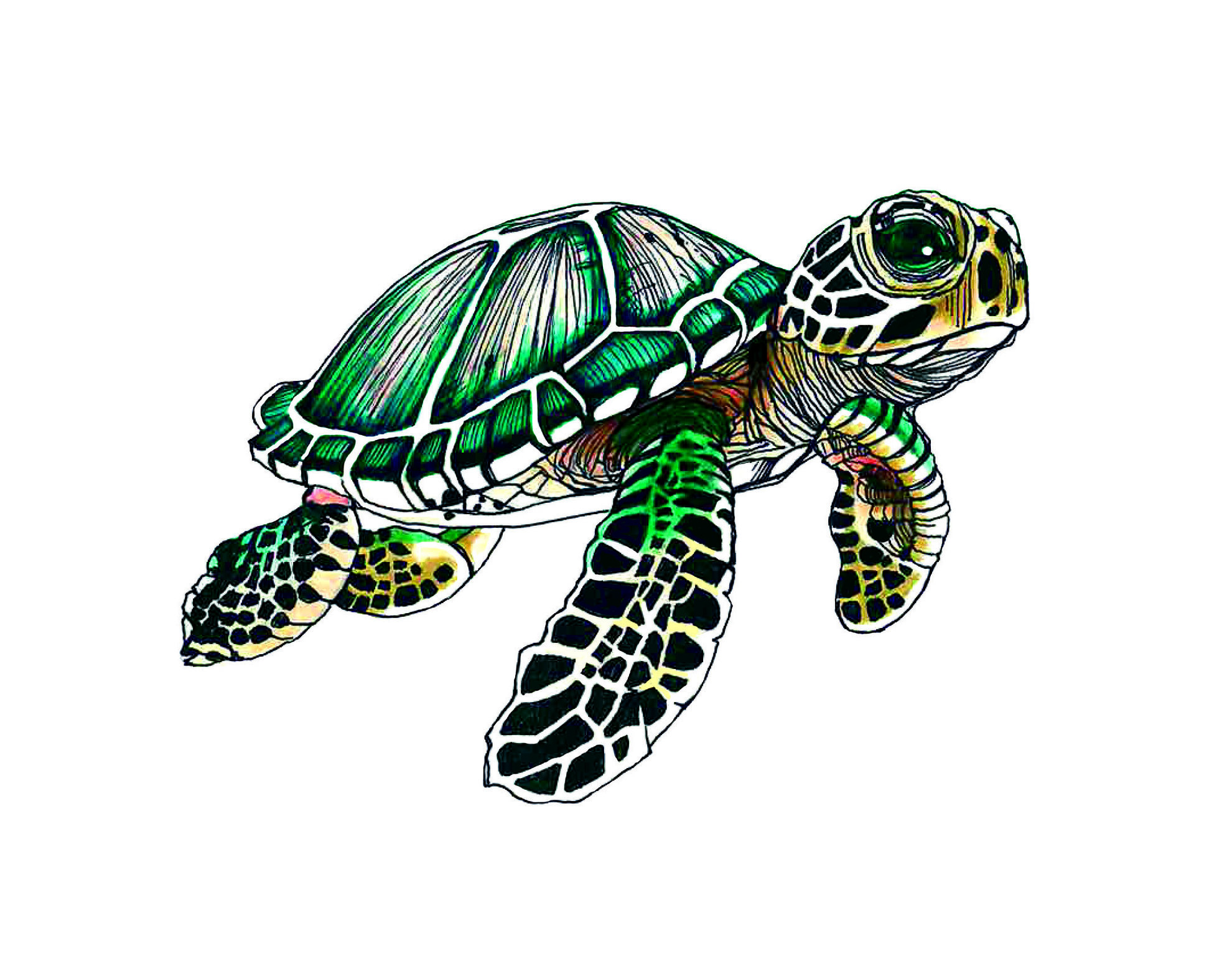 Turtle HD.jpg