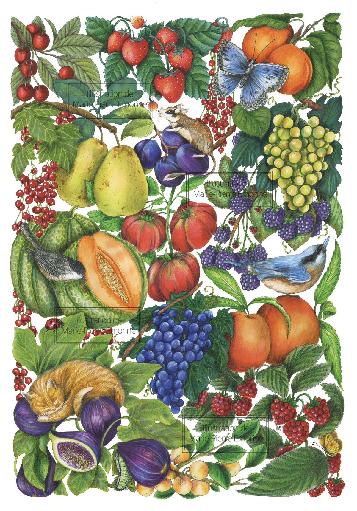 COMPOSITION FRUITS ÉTÉ