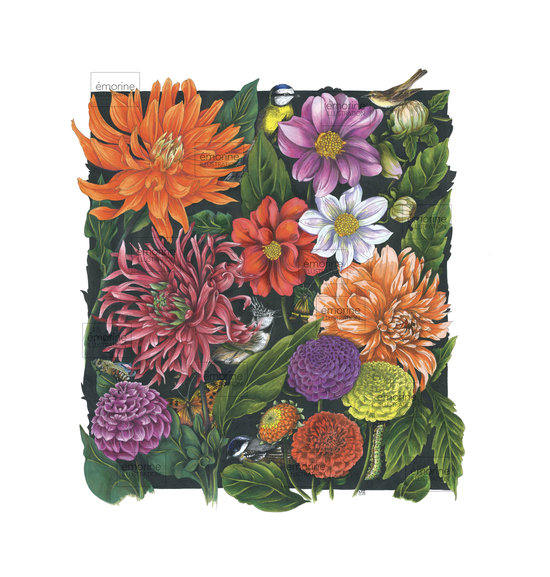 DAHLIAS.jpg