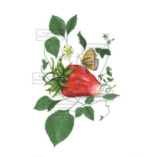 ILLUS FRAISE ET PAPILLON