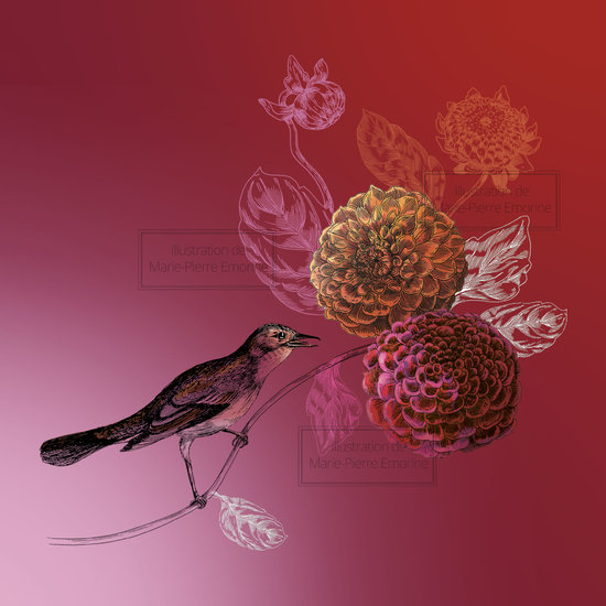 ILLUSTRATION DAHLIA ROSSIGNOL