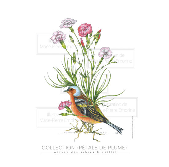 PETALE DE PLUME - PINSON & OEILLET.jpg