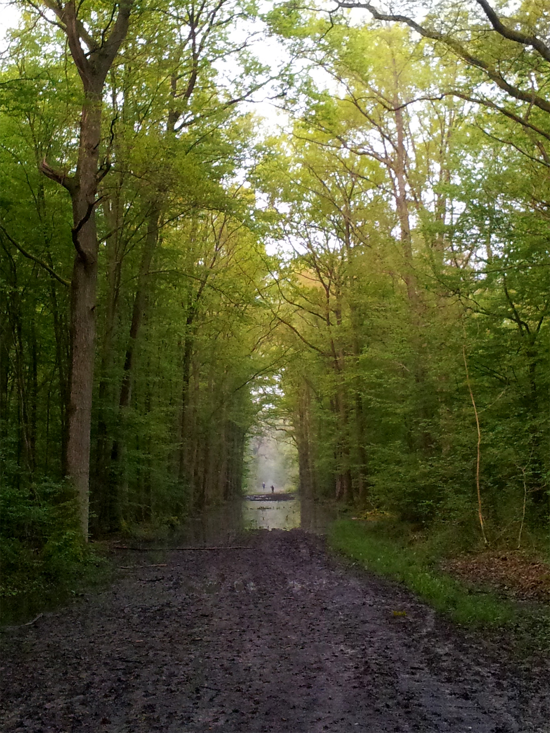 Forêt<br/><span>Photo prise avec mon portable</span>