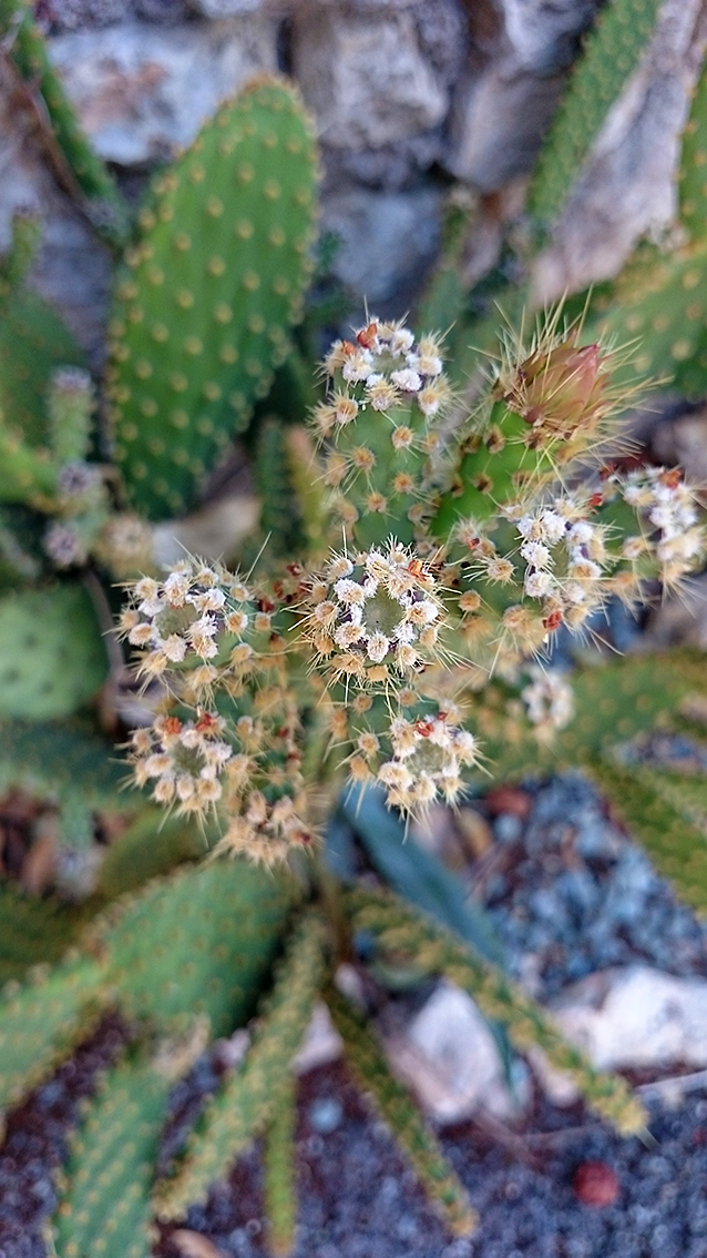 cactus<br/><span>Photo prise avec mon portable Sony xperia Z2 - Mode macro</span>