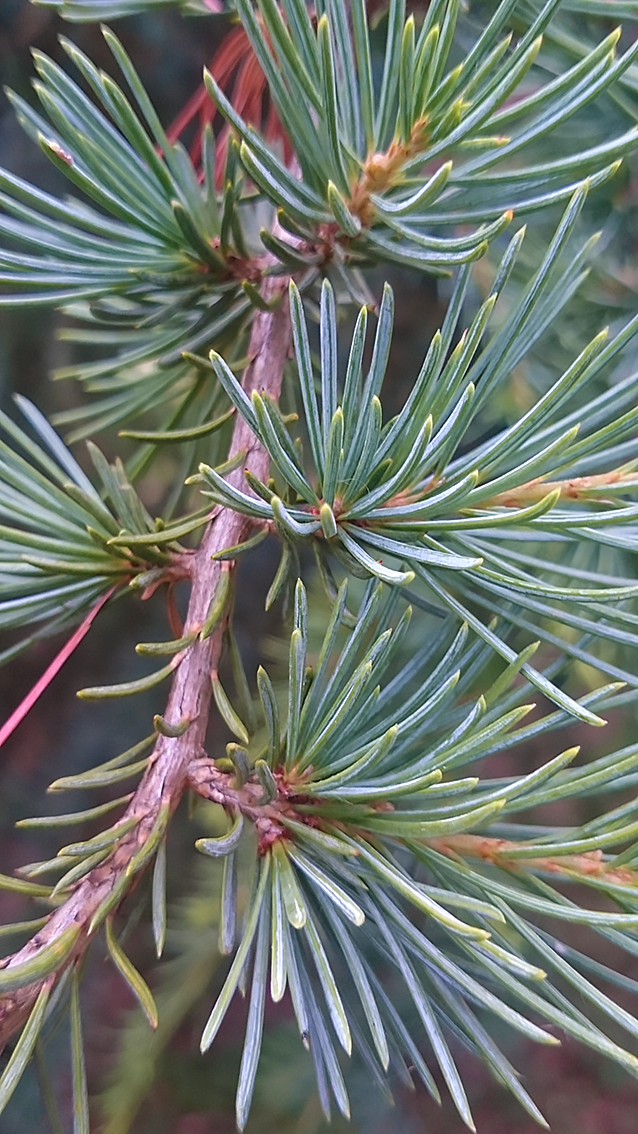 Pin<br/><span>Photo prise avec mon portable Sony xperia Z2</span>