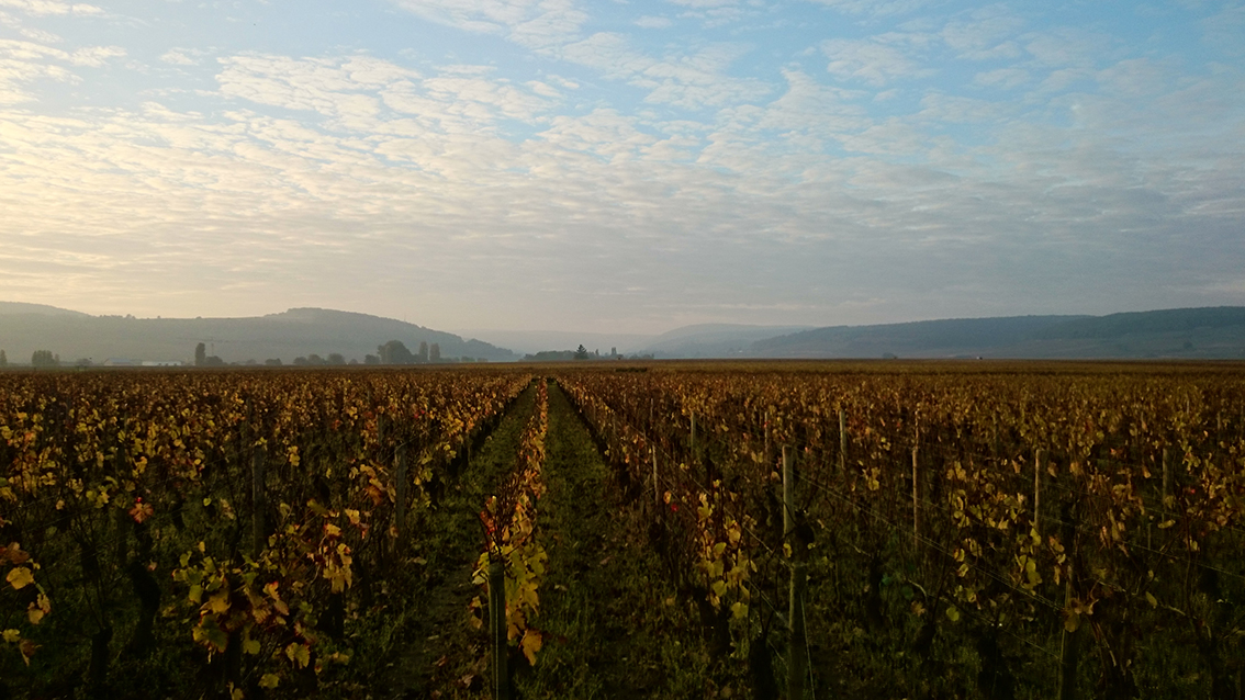Vigne<br/><span>Photo prise avec mon portable Sony xperia Z2</span>