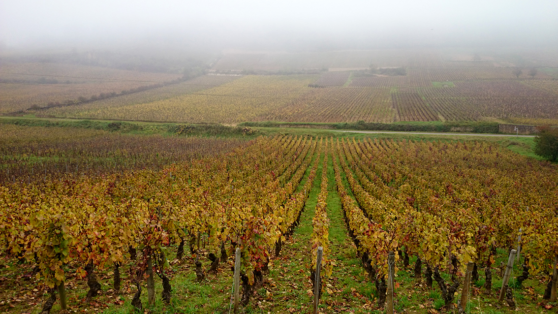 Vigne<br/><span>Photo prise avec mon portable Sony xperia Z2</span>