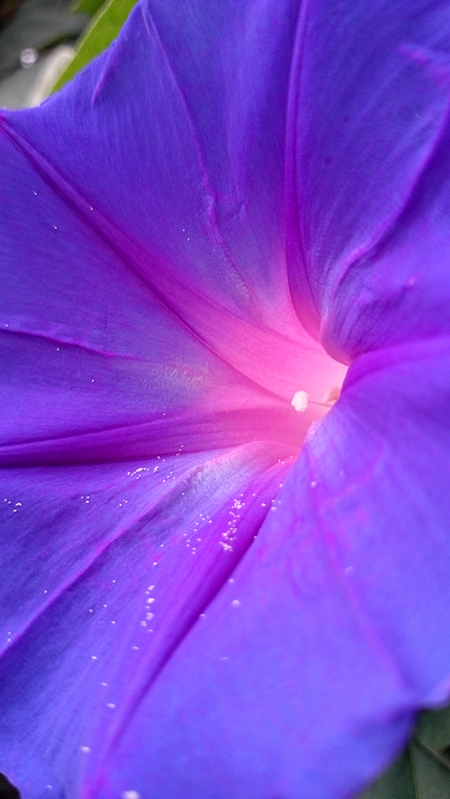 Nouvelle image<br/><span>Photo prise avec mon portable Sony xperia Z2 - Mode macro</span>