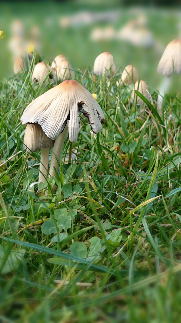 Champignon<br/><span>Photo prise avec mon portable Sony xperia Z2 - Mode macro</span>