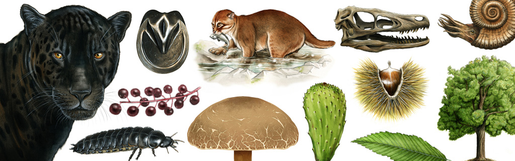 Florence Dellerie, illustratrice scientifique naturaliste Portfolio 