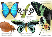 Papillons - Remarquables