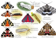 Papillons - Erebidae