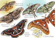 Papillons - Saturnidae