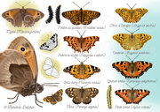 Papillons - Nymphalidae orange & noir