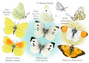 Papillons - Pieridae