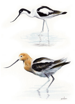 Avocette élégante & Avocette d'Amérique