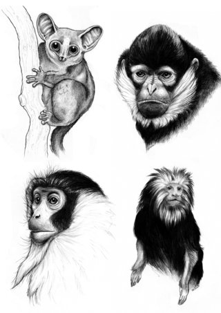 Primates menacés