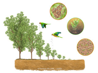 Acacia mangium - Traits de vie