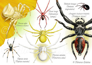 Araignées diverses