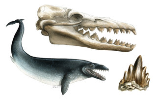 Basilosaurus