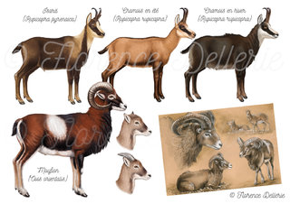 Isard, Chamois, Mouflon