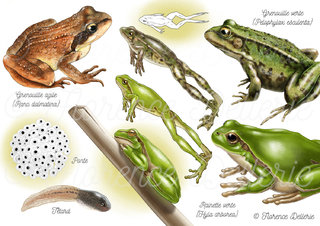 Amphibiens - Grenouilles