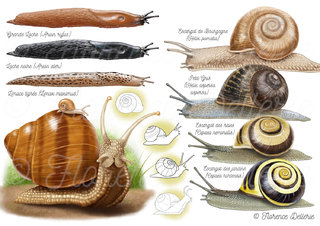 Limaces et escargots terrestres