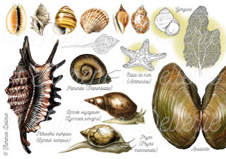 Coquillages, gastéropodes aquatiques, bivalves...