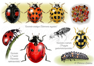 Coléoptères - Coccinelles