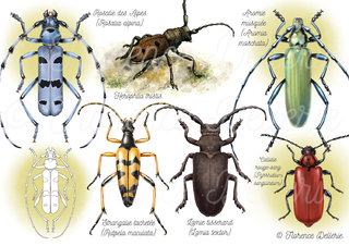 Coléoptères - Longicornes