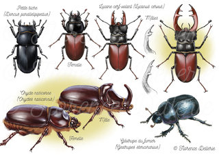 Coléoptères - Lucanes et scarabées
