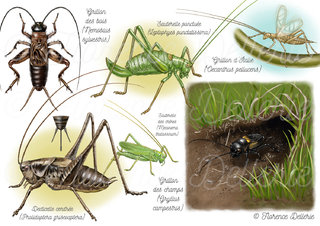 Orthoptères - Grillons, sauterelles