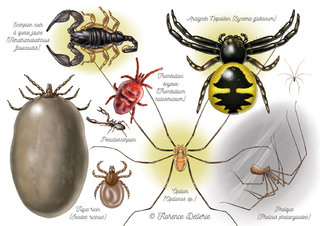 Tiques, scorpion, trombidion, opilion, pholques...