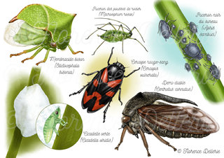 Hémiptères - Cicadelle, cercope, membracides, pucerons