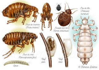 Parasites - Puces, Punaise de lit, pou