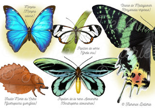 Papillons - Remarquables