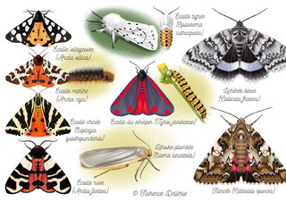 Papillons - Erebidae