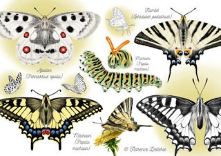 Papillons - Papilionidae