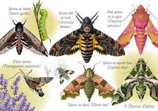 Papillons - Sphingidae