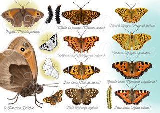 Papillons - Nymphalidae orange & noir