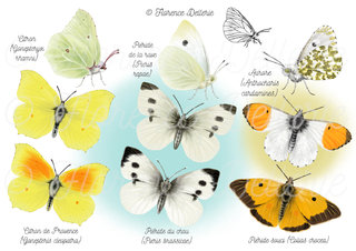 Papillons - Pieridae