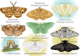 Papillons - Geometridae