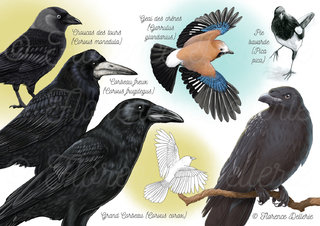 Corvidés