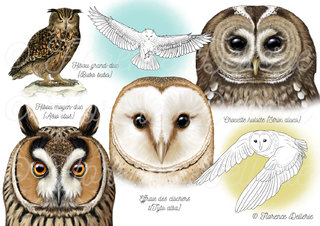 Rapaces nocturnes