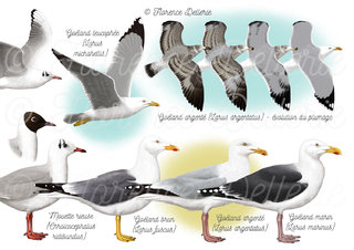 Goélands et mouettes