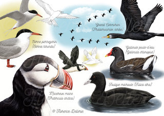 Oiseaux d'eau.jpg