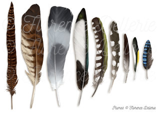 Plumes