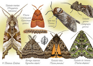Papillons - Noctuelles et divers