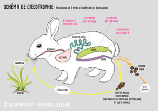Schéma de caecotrophie chez le lapin